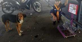 Menina de 7 anos constrói reservatório para animais abandonados