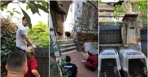 A Mulher da Casa Abandonada: saiba o que aconteceu com os cães resgatados