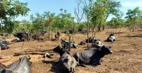 Polícia suspeita que fazendeiro enterrou búfulas de Brotas vivas