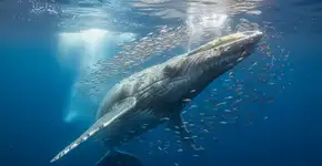 É tão elegante quanto um torpedo, tão comprido quanto um ônibus e pesa o mesmo que um elefante: Conheça a criatura marinha que pode deslizar pelas nossas águas a 35 km/h