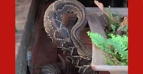 MS: Gata alerta seu dono e o salva de cobra cascavel na varanda de casa