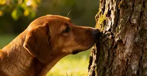 Curiosidades sobre o olfato canino que vão te surpreender