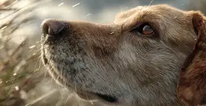 Por que os cães lambem o nariz e o que isso quer dizer