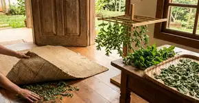 Folhas de hortelã secas embaixo do tapete: o segredo simples para uma casa sem formigas e com cheiro agradável