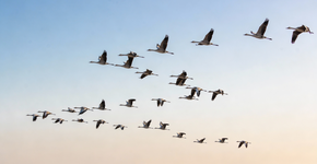 Foto: (Imagem sem texto alternativo disponivel ID [2720484])