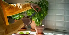 Como usar manjericão para espantar moscas e decorar o ambiente?