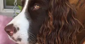 Internet mostra que cachorros servem de inspiração para cabelos