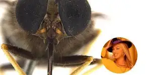 Foto: (Imagem sem texto alternativo disponivel ID [1894683])