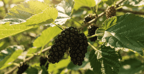 Foto: (Imagem sem texto alternativo disponivel ID [2743860])