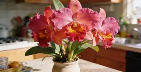 Foto: (Imagem sem texto alternativo disponivel ID [2697868])