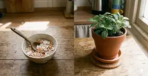 Colocar casca de ovo nas plantas: para que serve e por que é recomendado