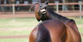 16 animais que não são nem um pouco fotogênicos