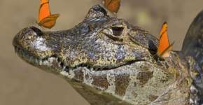 Armadilhas ameaçam a sobrevivência de jacarés no Espírito Santo