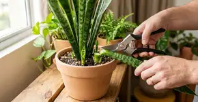 Como podar uma espada-de-são-jorge para obter mais brotos e um crescimento mais vigoroso