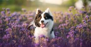 Foto: (Imagem sem texto alternativo disponivel ID [2623682])