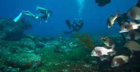 Foto: (Imagem sem texto alternativo disponivel ID [1867173])