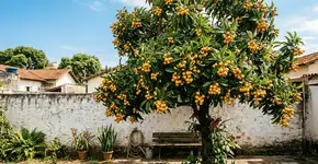 Foto: (Imagem sem texto alternativo disponivel ID [2756134])