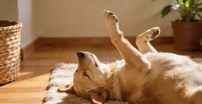 Foto: (Imagem sem texto alternativo disponivel ID [2677237])