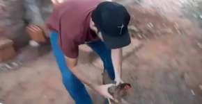 Estudantes de veterinária se desculpam por maus-tratos à galinha