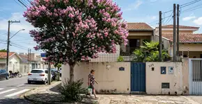 A árvore que virou a favorita no paisagismo porque além de suas flores não fazerem sujeira, aguenta o sol forte e não quebra o piso