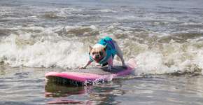 Conheça Huntington Beach, onde até os cães são surfistas