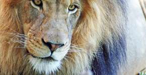 Foto: (Imagem sem texto alternativo disponivel ID [1342040])