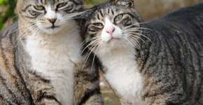 É lei: suíços só poderão adotar animais em pares