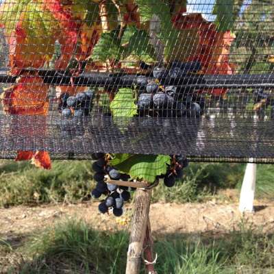 Alguns produtores colocam telas nas plantações para proteger as uvas do granizo. 