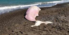 Baleia é encontrada morta com estômago cheio de plástico
