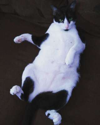 Veja alguns dos cães e gatos que já estão participando do #MostreABarriguinha!