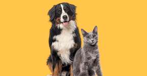 Foto: (Imagem sem texto alternativo disponivel ID [2624060])