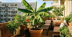 Foto: (Imagem sem texto alternativo disponivel ID [2751206])