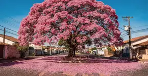 Foto: (Imagem sem texto alternativo disponivel ID [2711493])