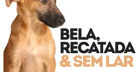 Bela, recatada e sem lar: abrigo faz campanha de adoção de cadelas abandonadas