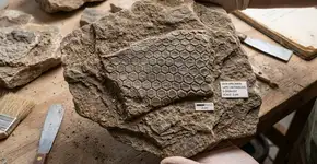 As pegadas de pele de réptil mais antigas já vistas foram descobertas na Alemanha, e o mais surpreendente é que elas têm quase 300 milhões de anos