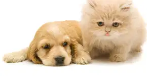 Foto: (Getty Images/Vetta)