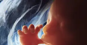 Série de fotos mostra a evolução da gravidez dentro da barriga