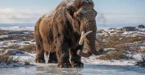 Foto: (Imagem sem texto alternativo disponivel ID [2710581])