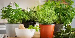 A erva baratinha que prospera em qualquer clima e afasta energias ruins da casa