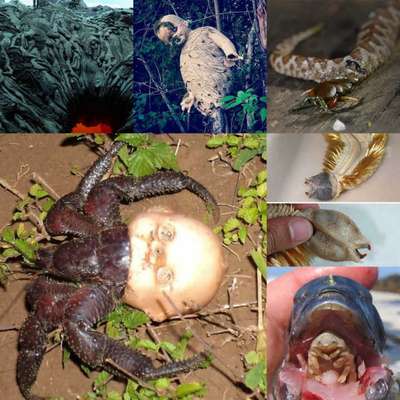 <strong>Você pode ver a lista completa no <a href=