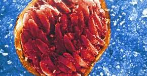 Foto: (Imagem sem texto alternativo disponivel ID [1835785])