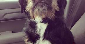 10 motivos pra adotar um vira-lata