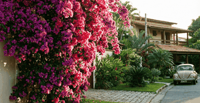 Foto: (Imagem sem texto alternativo disponivel ID [2749884])