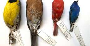 Tamanho de aves pode estar diminuindo por conta do aquecimento global