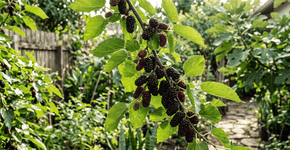 Foto: (Imagem sem texto alternativo disponivel ID [2760078])