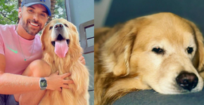 Senado aprova ‘Lei Joca’ com novas regras para transporte aéreo de animais