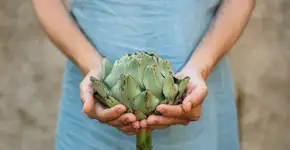 SUS distribui extrato de alcachofra para tratar má digestão