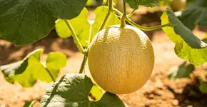 Foto: (Imagem sem texto alternativo disponivel ID [2705426])