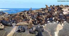 Foto: (Imagem sem texto alternativo disponivel ID [1515528])