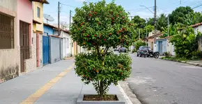 Essa árvore é perfeita para jardins pequenos, produz muitos frutos, não quebra a calçada e faz sombra